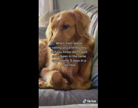 Owner calls dog stinky while wearing same sweatpants 