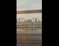 Pink pigeon flies near train