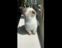 Collab PLC - Two white kitten near the window look up