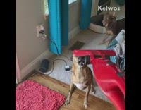 Dogs bark at red vacuum
