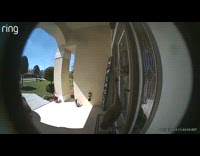 Crane taps its beak on the door