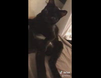 Collab BitchMP - Compilation tiktok whats going on black cat