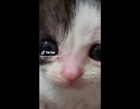 Kitten meows on squirrel in my pants song