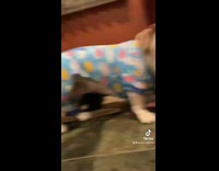 Collab BitchIG2 - Little white dog wearing blue pajamas onesie