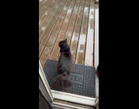 Cat whining because of rain