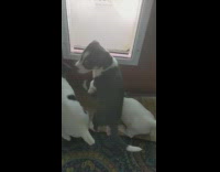 Puppies climb out doggy door 