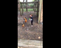 Kid feeding chicken gets attacked by rooster