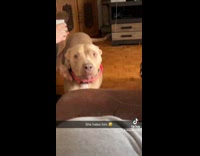 Brown pitbull doesnt want to play with grey one 