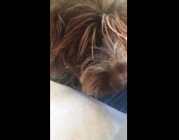 Dog stares at hooman eating ramen