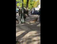 Brown dog barks at grass camouflage costume