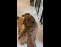 Brown dog chases guy holding newborn puppy 