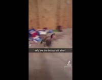 Goose walking around room runs into white door 