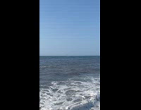 Whale comes up from water 