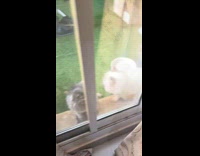 Cat wait for owner to open  door