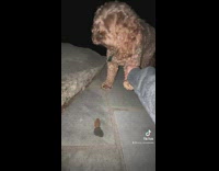 Dog scares frog and makes it pee 