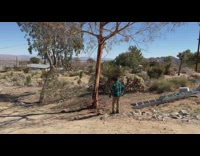 Cut down tree falls in the wrong direction