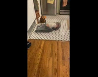 Young boy inside plastic bag crawl on floor
