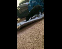 Dog rubs body on carpet after shower