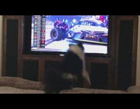 Dog jumps watches Nascar race on TV