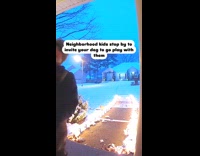 Kid visits neighbor to play with dog