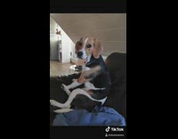 Compilation brown beagle dog humps blankets 