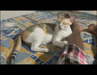 Half Asleep Cat Waggles Tail as Man Calls