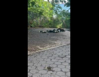 Collab WINY - Baby skunks follow mother crawl at park