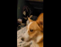 Submitter pushes dog off the bed