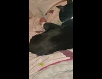 Cat holds hand with woman in bed