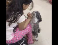 Gray white dog stands on hind legs and begs for bone treat 