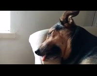 Large black brown dog sleeps twitches face