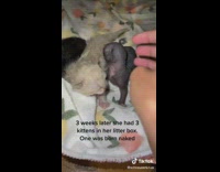 Cat had naked kitten 