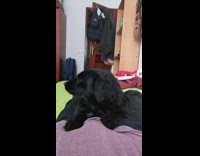 Black dog on lap howl with guy