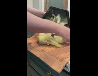 Woman turns lamp into pot for plant