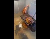 Pet turtle plays with floating toy 