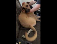 Dog tapping couch with tail 