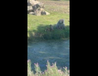 Two little monkeys play beside adult monkey