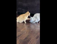 Lady Giggles as Two Cats Wrestle Playfully