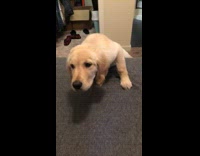 Puppy golden retriever climbs up the stairs for the first time