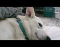 Two large dogs tucked under grey blanket 