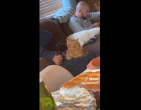 Collab Clips MPUGC - Orange cat enjoying massage gun 