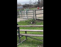 Dog crawls and emerges from the drainpipe