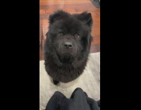 Black dog begs for french fries 