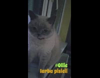 Collab PLC - Cat munching on plants sitting near window