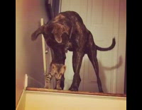 Large brindle dog small grey brown kitten 