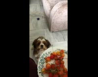 Brown white dog looks at cherries plate