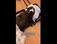 Collab Clips MPUGC - Dog sleeping in suitcase on clothes