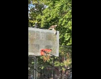 Hawk on top of basketball board holding rat
