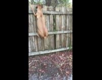 Brown dog jumps on fence to look over it 