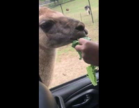 Kids feed camel take jelly worms cup